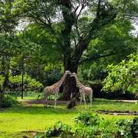 Taiping Zoo and Night Safari