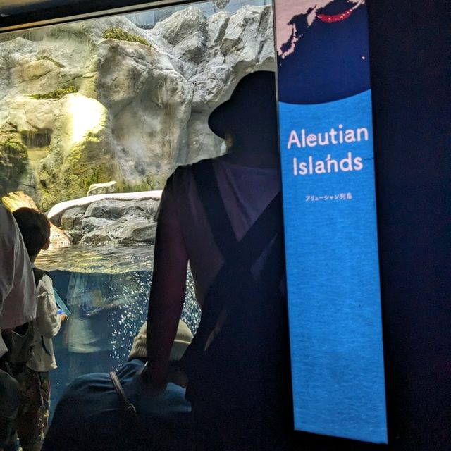 【巨大水槽を浅瀬から深層まで眺める】水族館