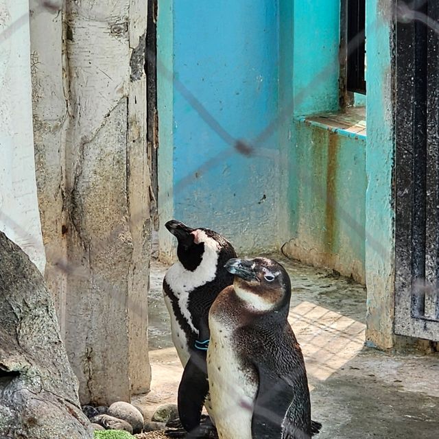 日本最古老最有名的動物園🐘🦒🐼🦌