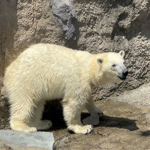 あさひやま動物園🐯