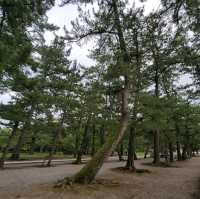 日本神道教最神社的地方之一「出雲大社」