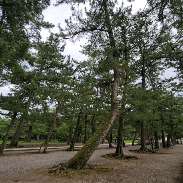 日本神道教最神社的地方之一「出雲大社」