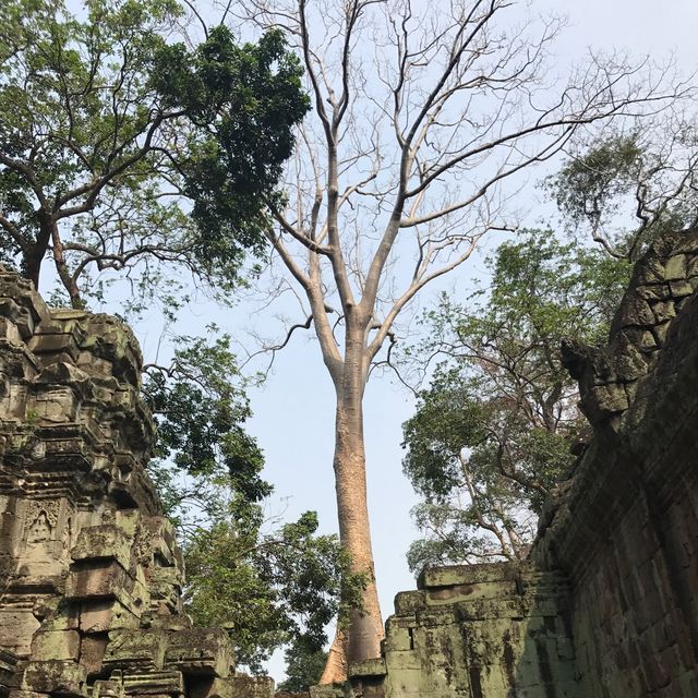 Ta Phrom Temple - Siem Reap