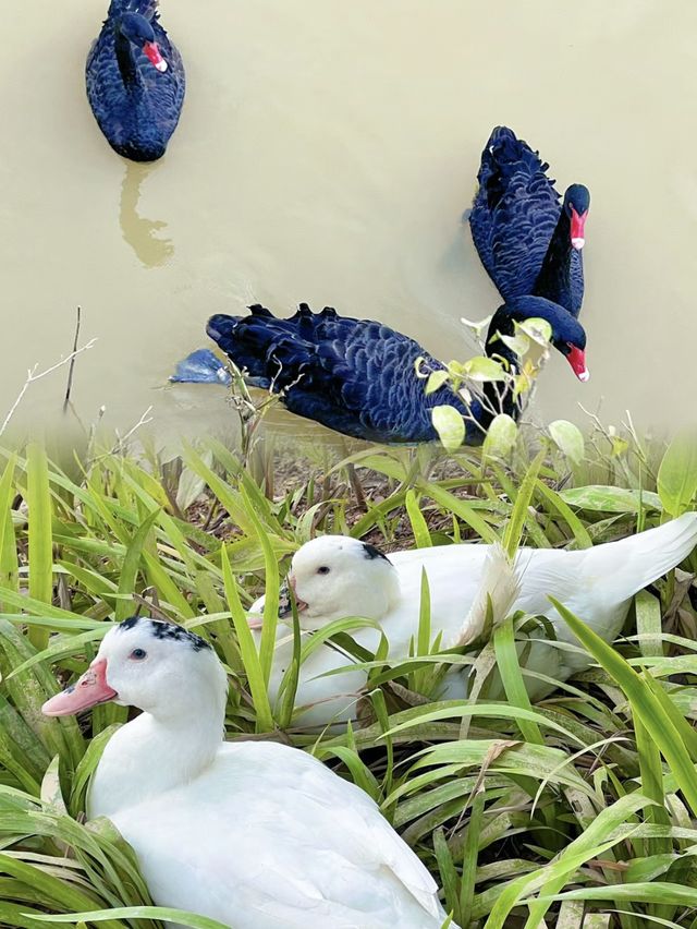 大運自然公園～與水鴨共度野餐樂趣🌳🦆🧺