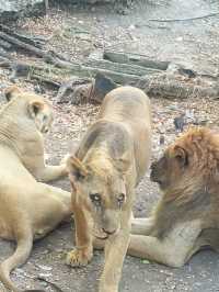 ⭐️亞洲最大動物園～Safari World