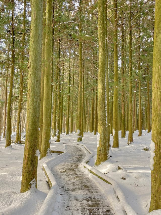 눈 쌓인 날 가면 더 좋은 힐링 명소, 제주 절물자연휴양림🌿