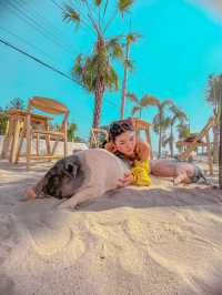 ถ่ายรูปเล่นกับน้องหมูขี้เกียจสุดน่ารักที่เกาะล้าน