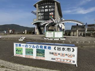 [Kagoshima] Go to Izumi to see the cranes and then go to a delicious hamburger restaurant