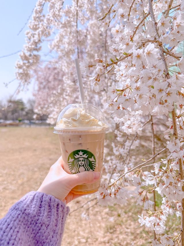 서울 밪꽃 명소 서울숲🌸✨