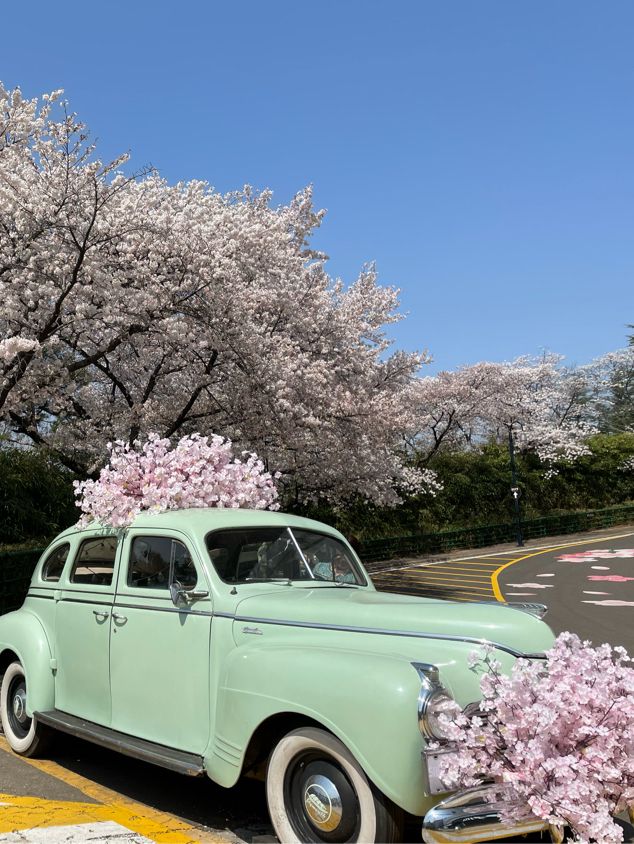 대구의 너무 이쁜 벚꽃 명소:: 이월드🌸