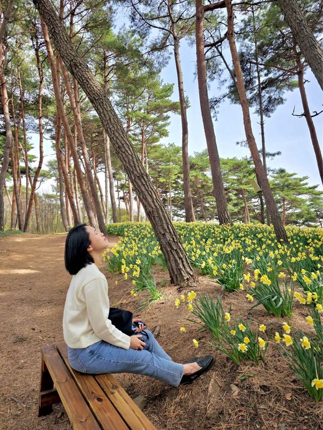 🌼언덕 가득 핀 수선화 물결 '유기방가옥 수선화축제'