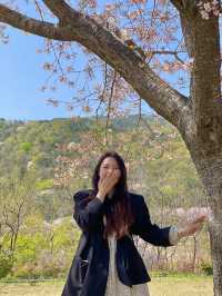 김해 벚꽃 명소, SNS 핫플 가야랜드🎡