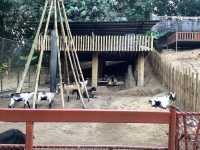 สวนนกภูเก็ต "Phuket Bird Park"