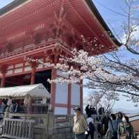 京都清水寺：賞櫻參拜🌸逛逛拍照地分享