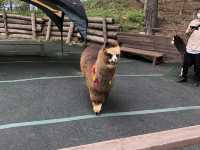 アルパカ牧場@八ヶ岳🦙