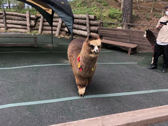 アルパカ牧場@八ヶ岳🦙