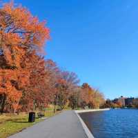Autumn Amble: Captivating Wildlife in heat of NJ! 