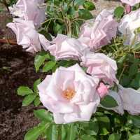 Beautiful Rose Garden in Osaka 