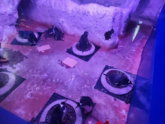 地點屈機既水族館|曼谷暹羅海洋世界