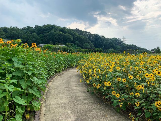 เที่ยวญี่ปุ่น Gifu World Rose Garden 