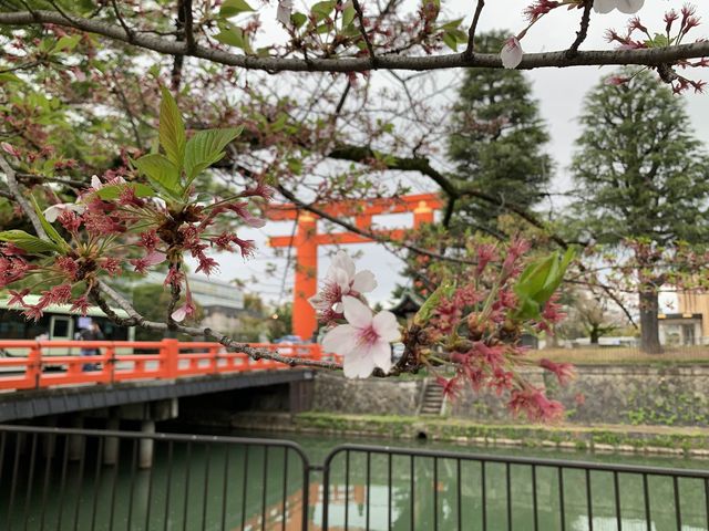 京都　京都観光　2023年平安神宮の桜！