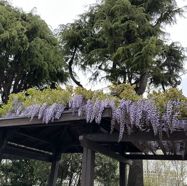 釜山塔下的白櫻花🌸🥰