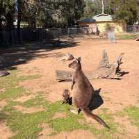 시드니 야생동물원 추천 Featherdale Sydney Wildlife Park