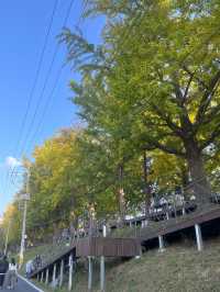 서울 근교 아산 산책하기 좋은 곡교천 은행나무길🍂