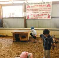 Animal fun at Caversham Wildlife Park