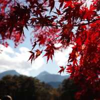 Goshikinuma ponds , autumn vibe 🍁