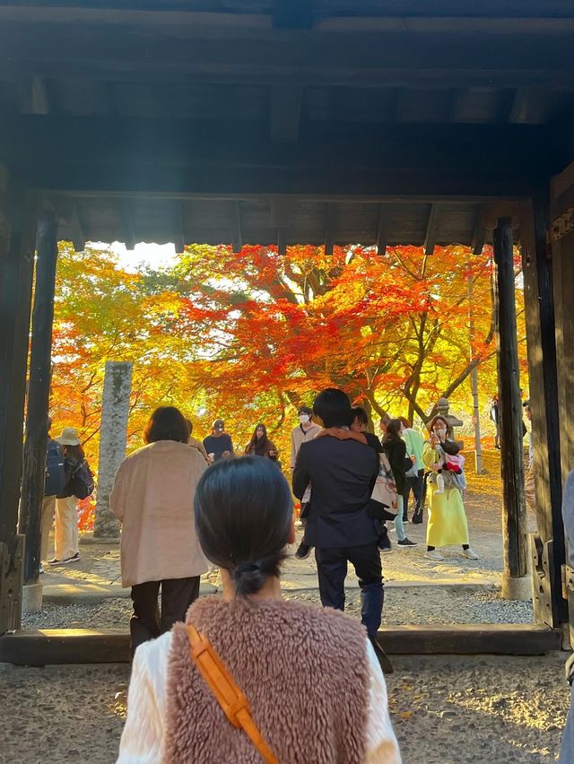 【福岡紅葉】有名な秋月城跡の紅葉🍁