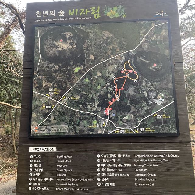 영화 “아바타”가 생각나는 거대한 숲, 비자림 🌳