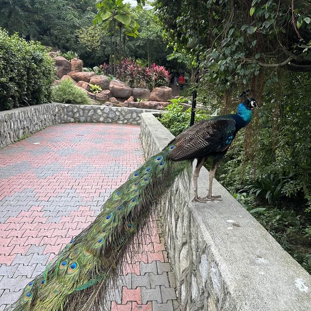 Bird Park in Kuala Lumpur