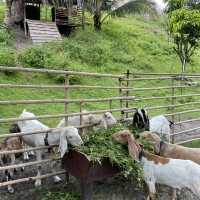 퓨전의 볼거리:: Fusion Farm🐐