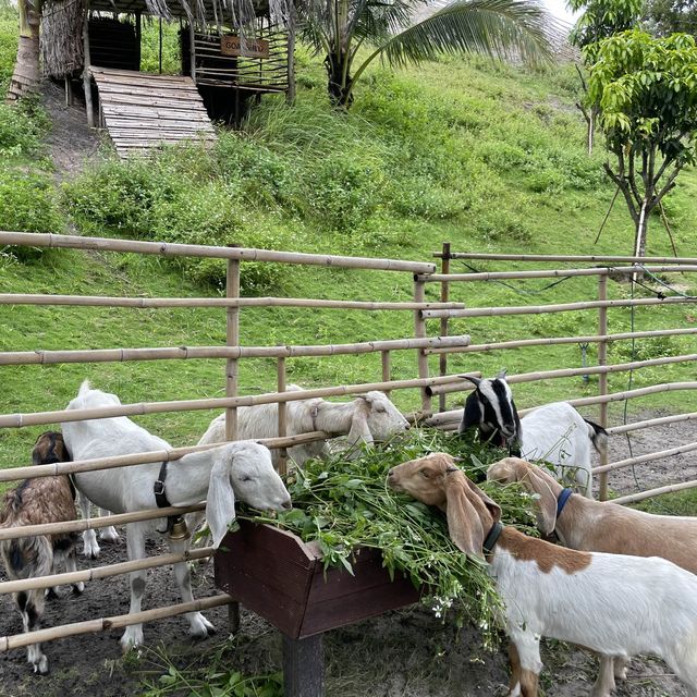 퓨전의 볼거리:: Fusion Farm🐐