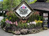 Stunning Orchids at National Orchid Gardens