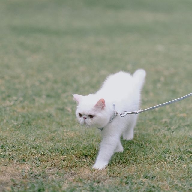 Pet Friendly at SO Sofitel Hua Hin