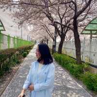 산책하며 즐기는 서울 벚꽃축제, 중랑천 벚꽃길❤️