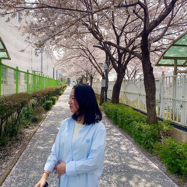 산책하며 즐기는 서울 벚꽃축제, 중랑천 벚꽃길❤️