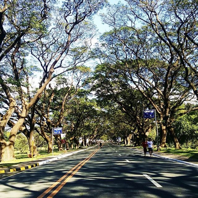 Sunday Run  at University of the Philippines
