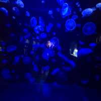 【圧倒的海、大自然、動物】下田海中水族館