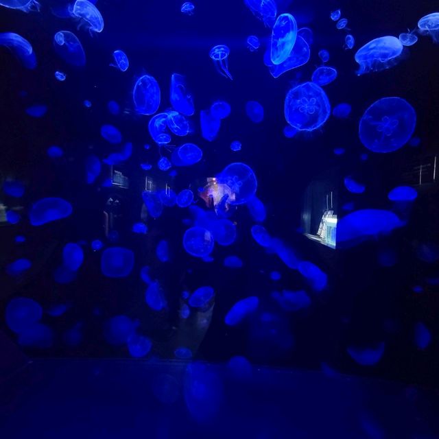 【圧倒的海、大自然、動物】下田海中水族館