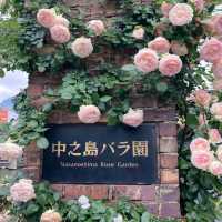 中之島バラ園、散り始めた薔薇も有り、それはそれで風情が有って良い。