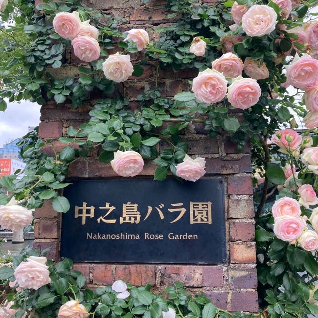 中之島バラ園、散り始めた薔薇も有り、それはそれで風情が有って良い。