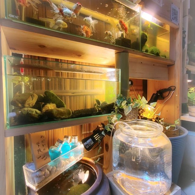 京都の穴場観光スポット　不思議な世界観の水族館