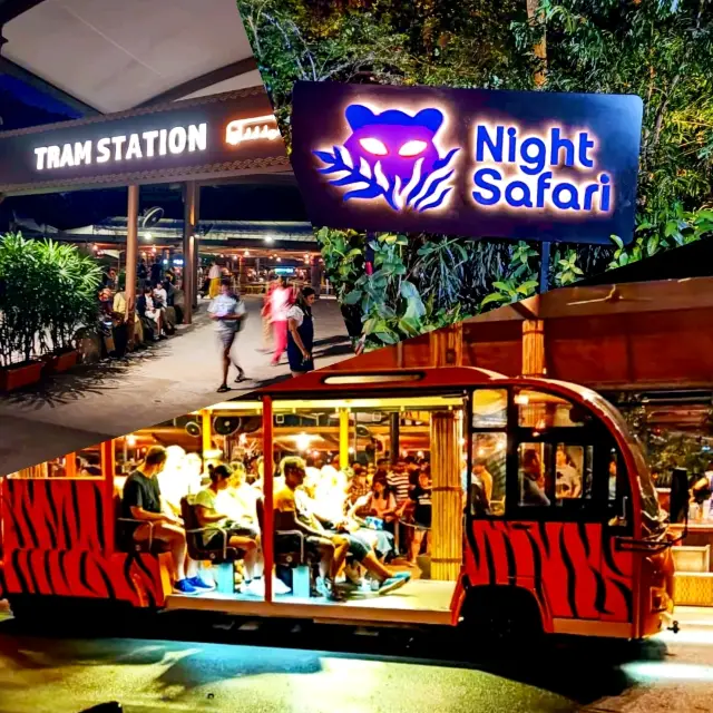 Discover Wildlife Animals at Night Safari 