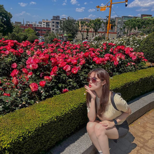 🌹아직도 ‘여기’ 장미 축제 안 가보셨나요?🌹