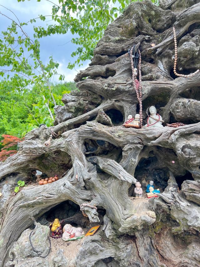 민족화합을 위한 용인의 절🙏