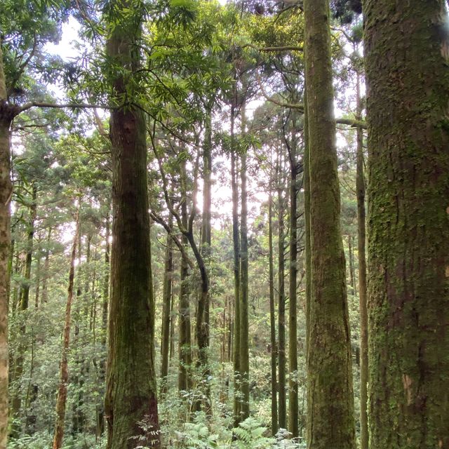 🌟桃園復興| 東眼山國家森林遊樂區 吸收芬多精 登山步道 須購票