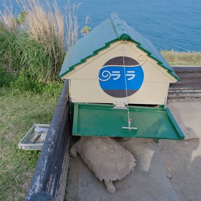 唔一定要去復活島🗿宮崎縣：日南太陽花園